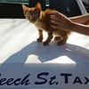 Good Guy Cabbie Stops In Traffic To Save Kitten On Van Wyck
